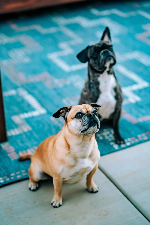 two dogs standing next to each other on the ground