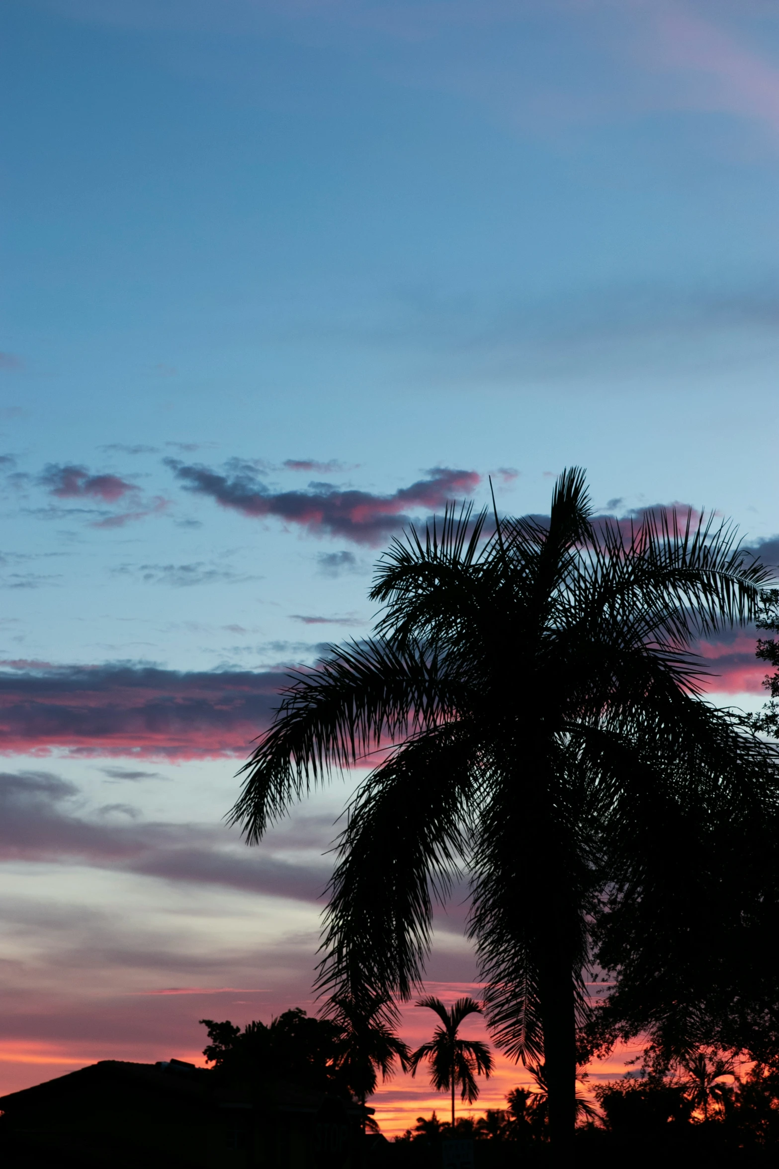 an airplane flies high above the trees at sunset