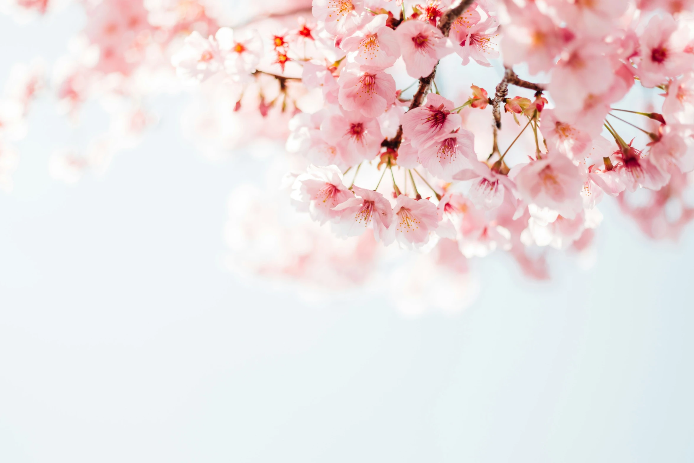 a nch with flowers with a sky background