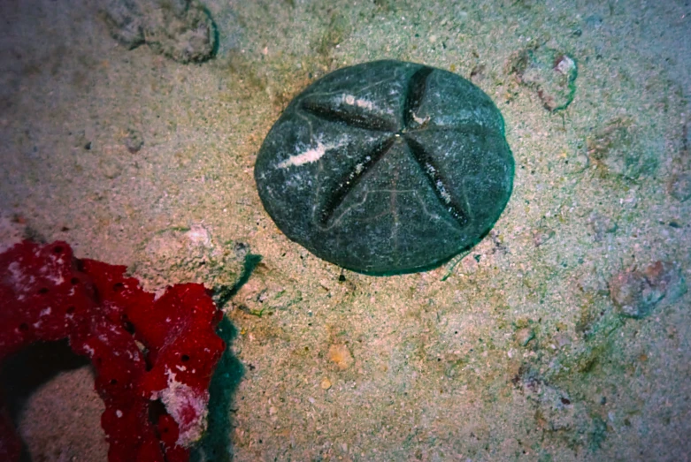 a rock with sand and an imprint on it