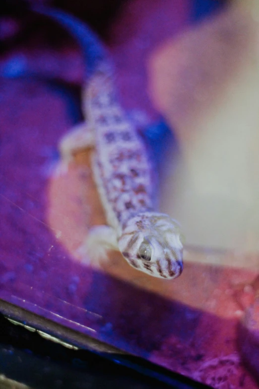 a lizard looking up from under a purple light