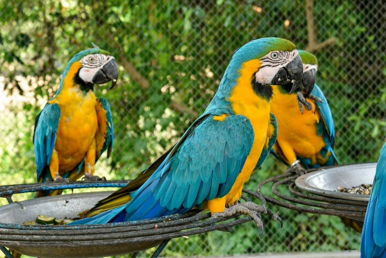 two blue and yellow macaws sit in a cage