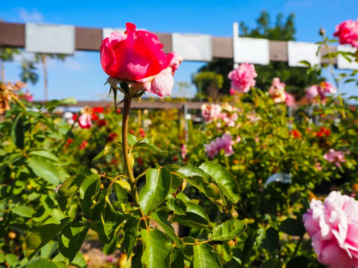 there is a large flower growing by the fence