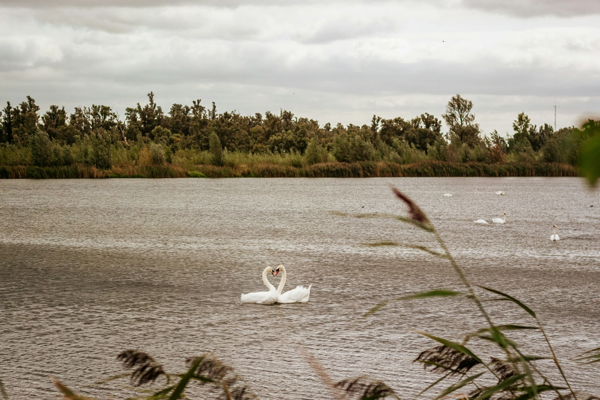 two swans swimming in water surrounded by tall grass