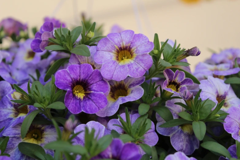 purple flowers with yellow center in large vase