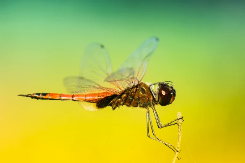 a fly that is sitting on top of a plant