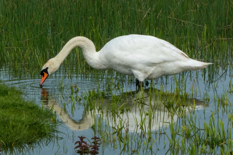 a white swan with orange beak standing in water near plants