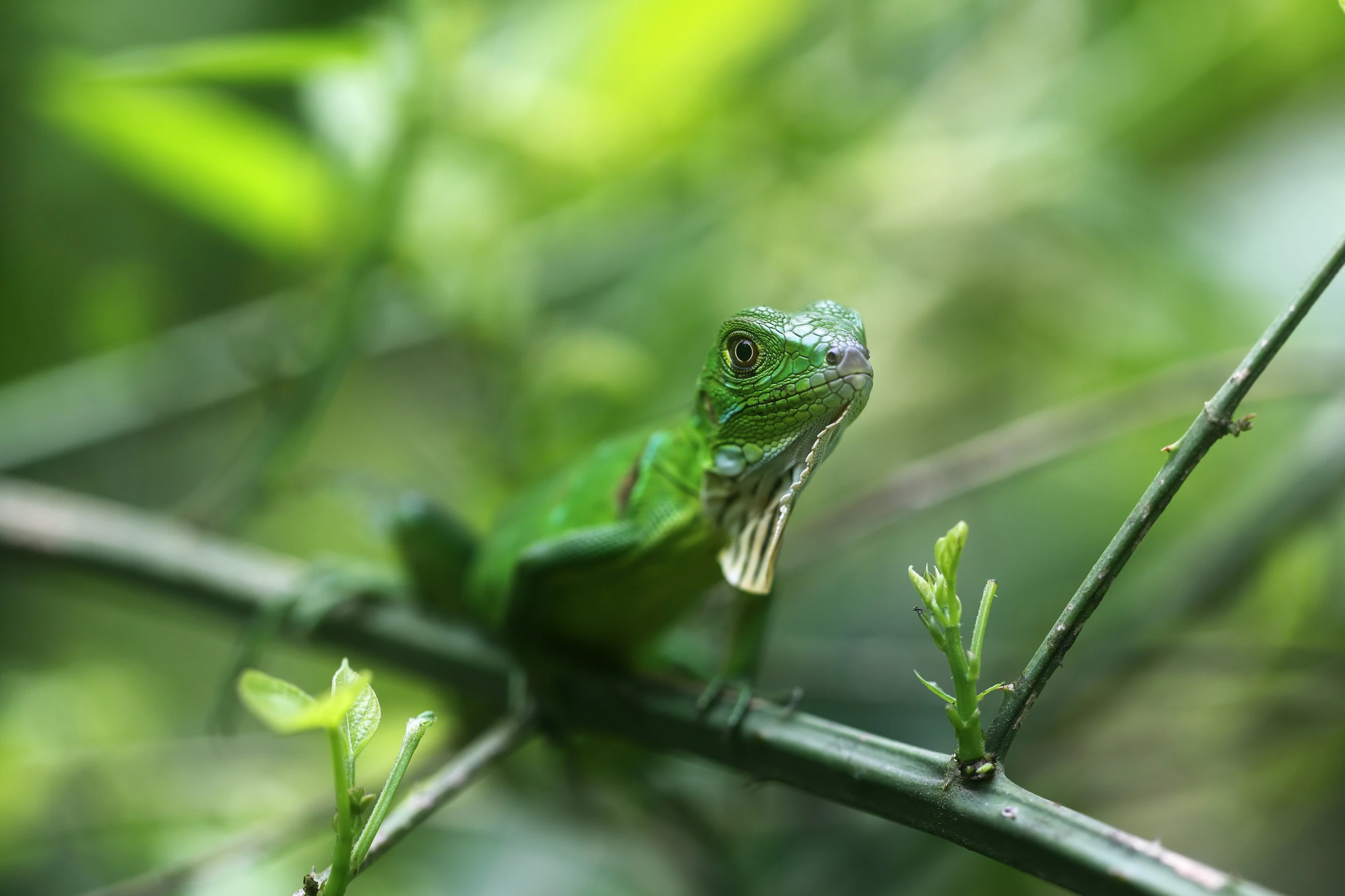 a lizard sits on a tree limb in a forest