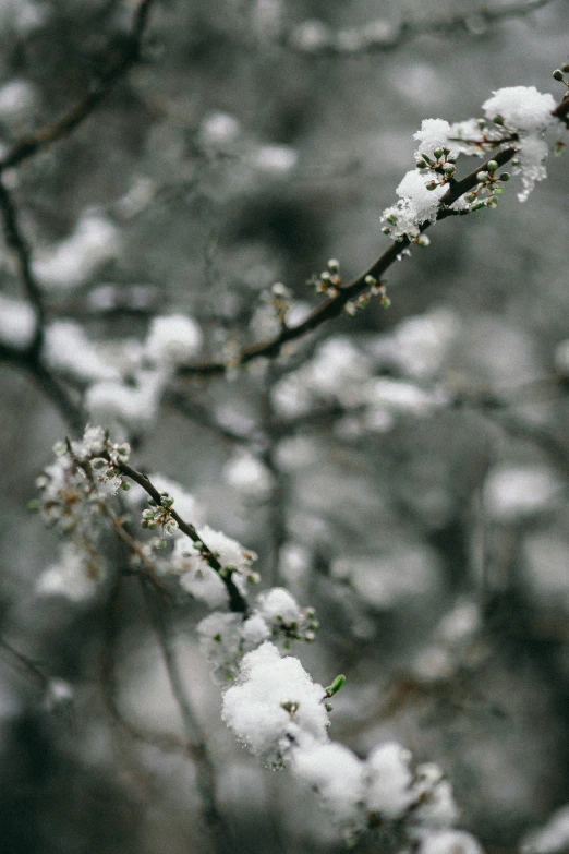 snow - covered trees are standing out in the snow