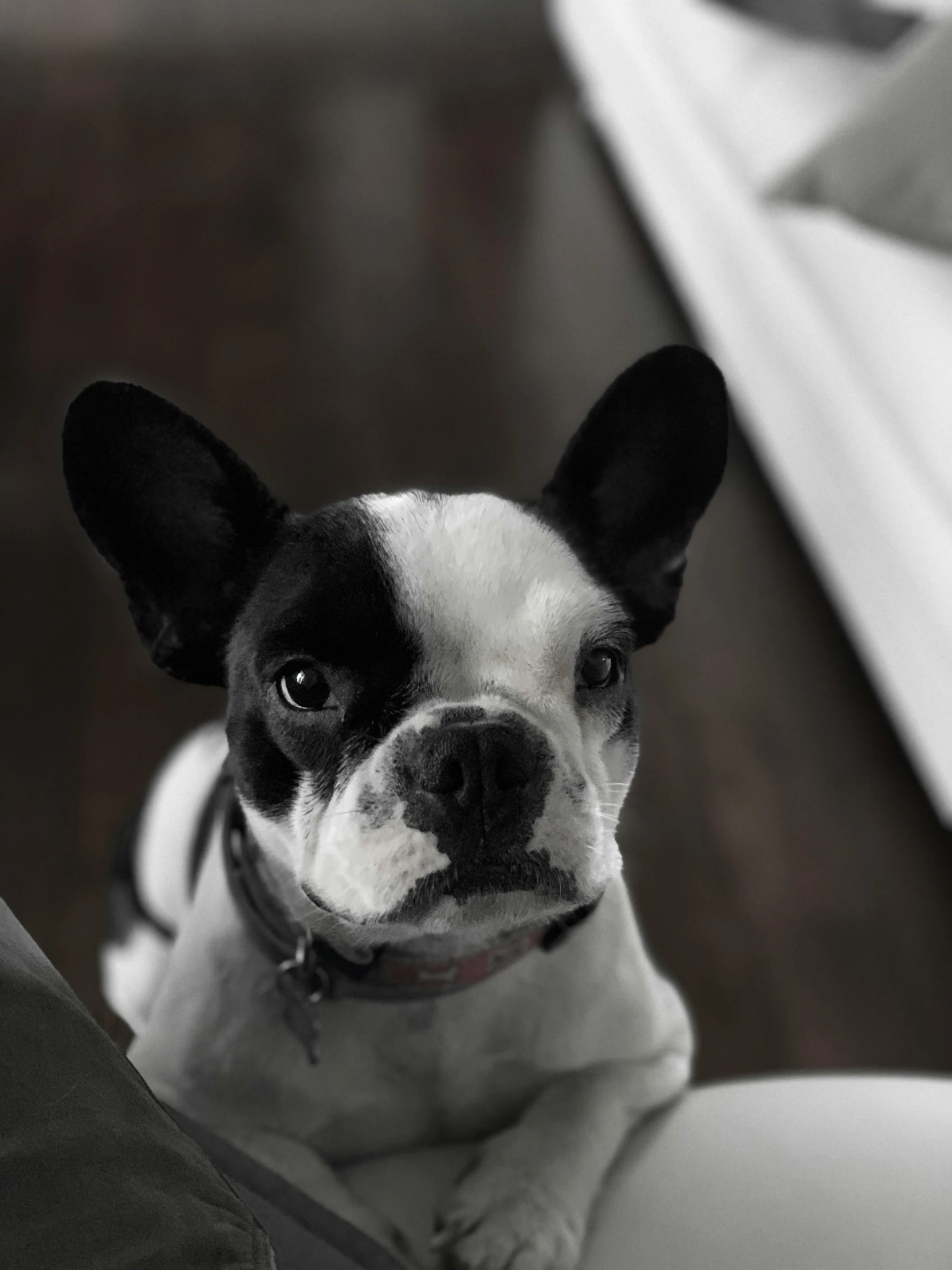 a dog staring at the camera while sitting down