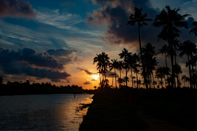 palm trees with the sun setting over the ocean