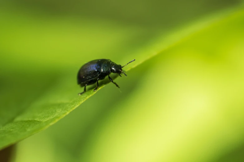 beetle crawling on a leaf in the wild