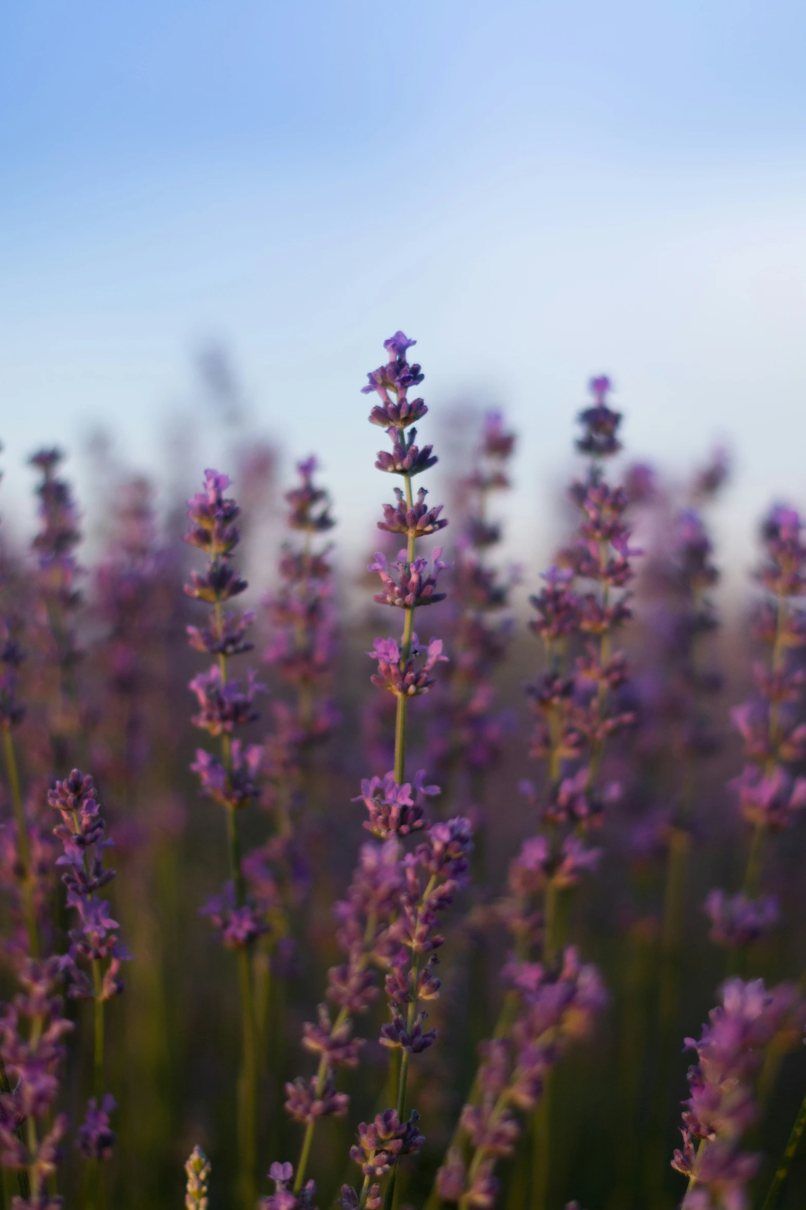 purple flowers and some sky are in the background