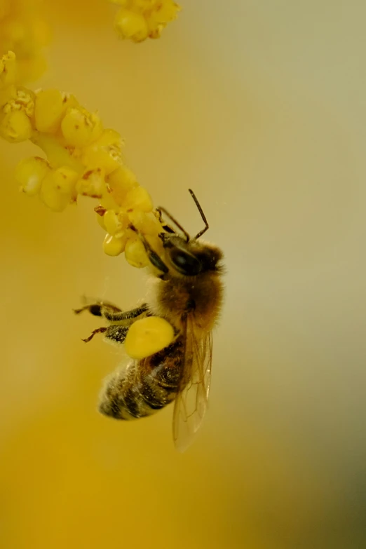 a bee on the nectars of a flower