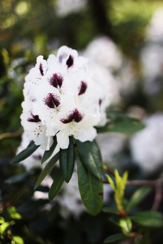 this is some flowers in the midst of winter