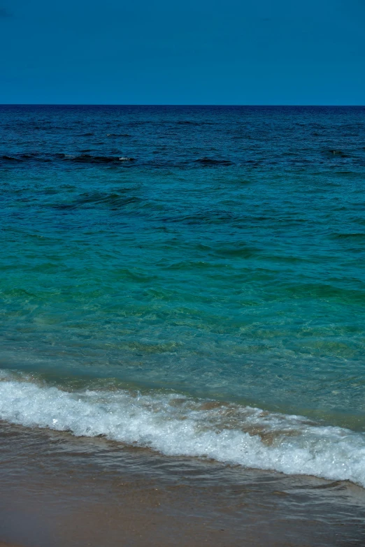 a bird is standing on the shore by the ocean