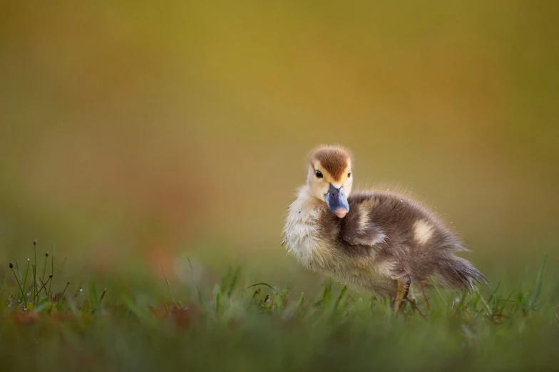 a baby duckling walking through the grass with its beak sticking out