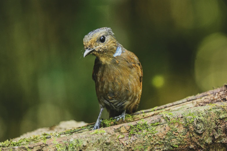 a brown bird sitting on top of a tree nch