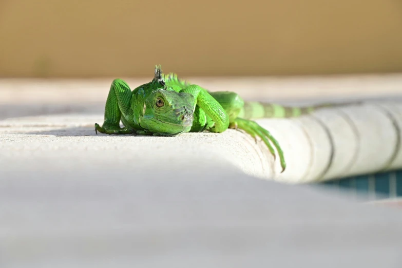 the small green lizard has an open mouth