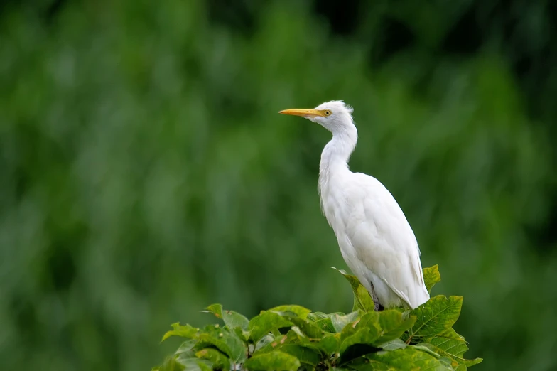 a white bird with a long beak sitting on a leafy tree