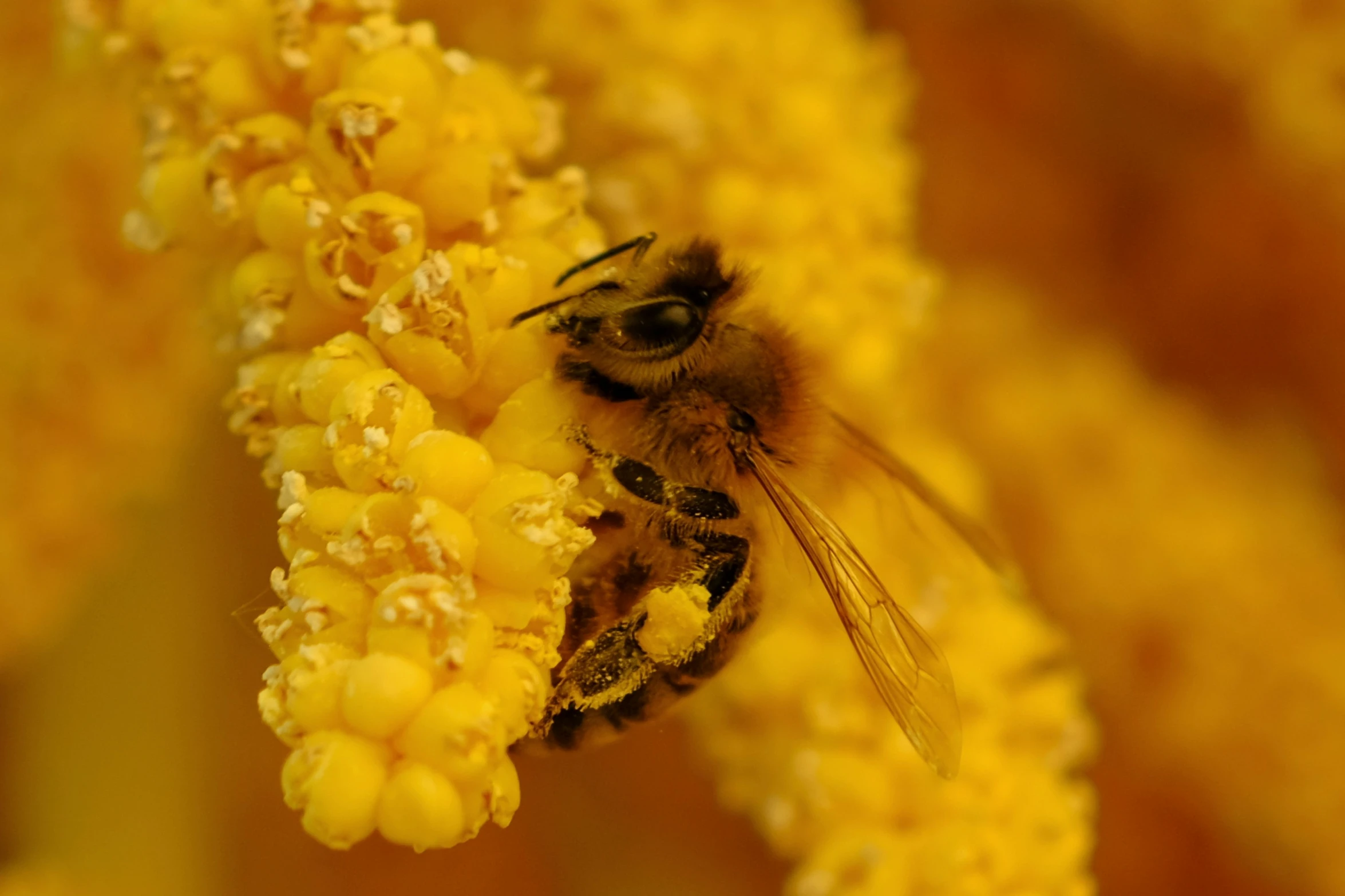 the bee is outside on the flower