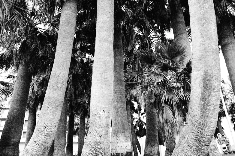 black and white pograph of several trees