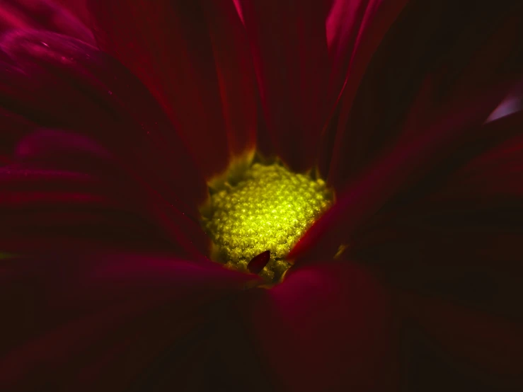 a large flower with a yellow center sitting in the middle of the room