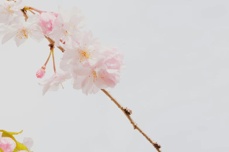 a single flowered tree nch in the white sky