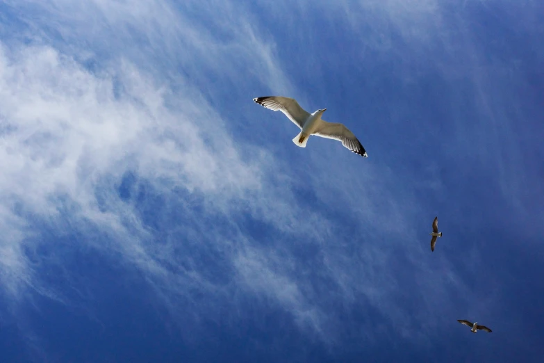 two seagulls are flying against a blue cloudy sky