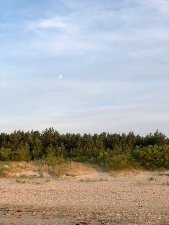 a large giraffe standing in a desert area