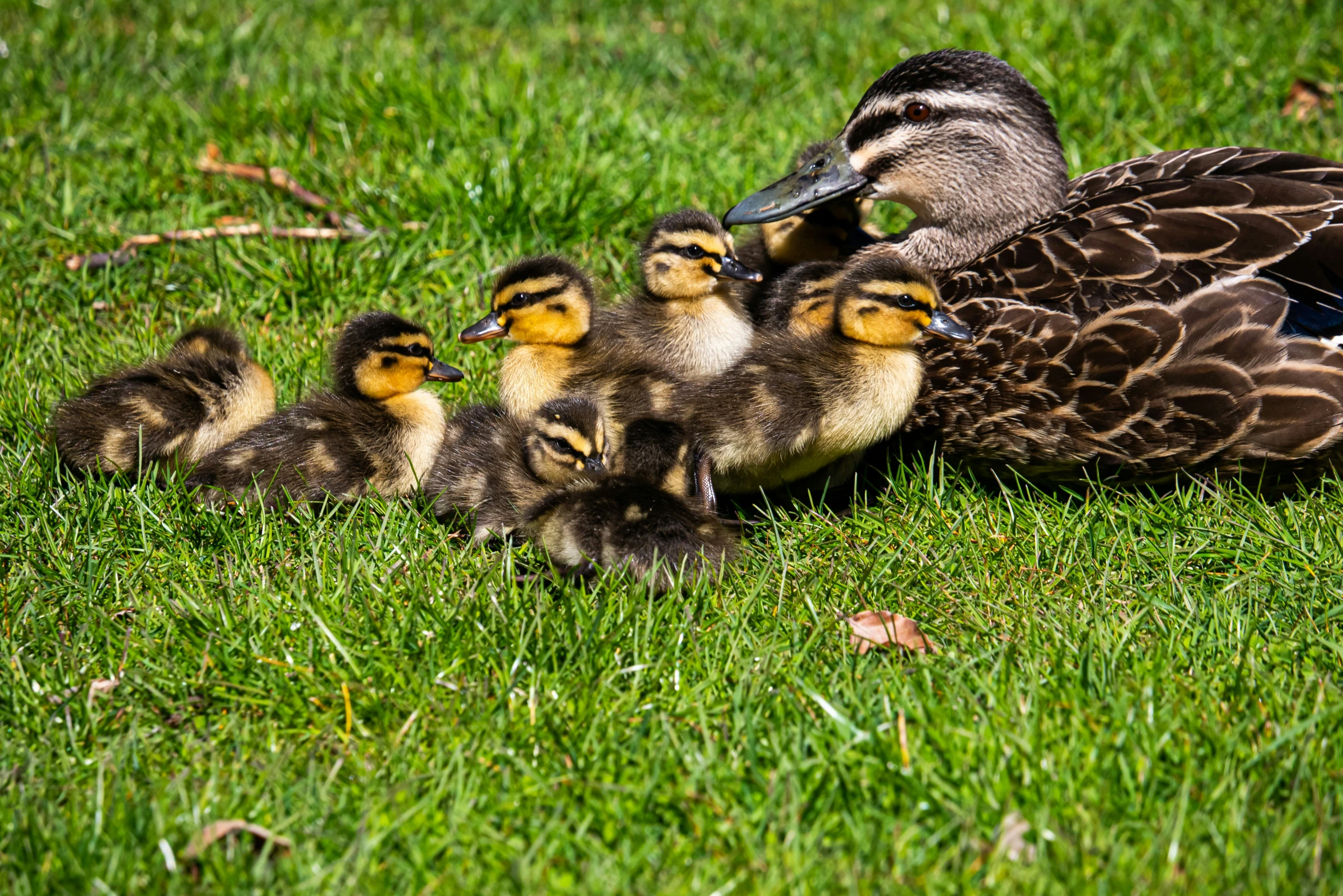 a family of ducklings are swimming in the grass