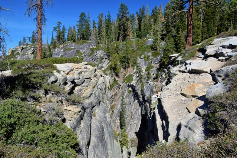 many trees on the rocky terrain and sky