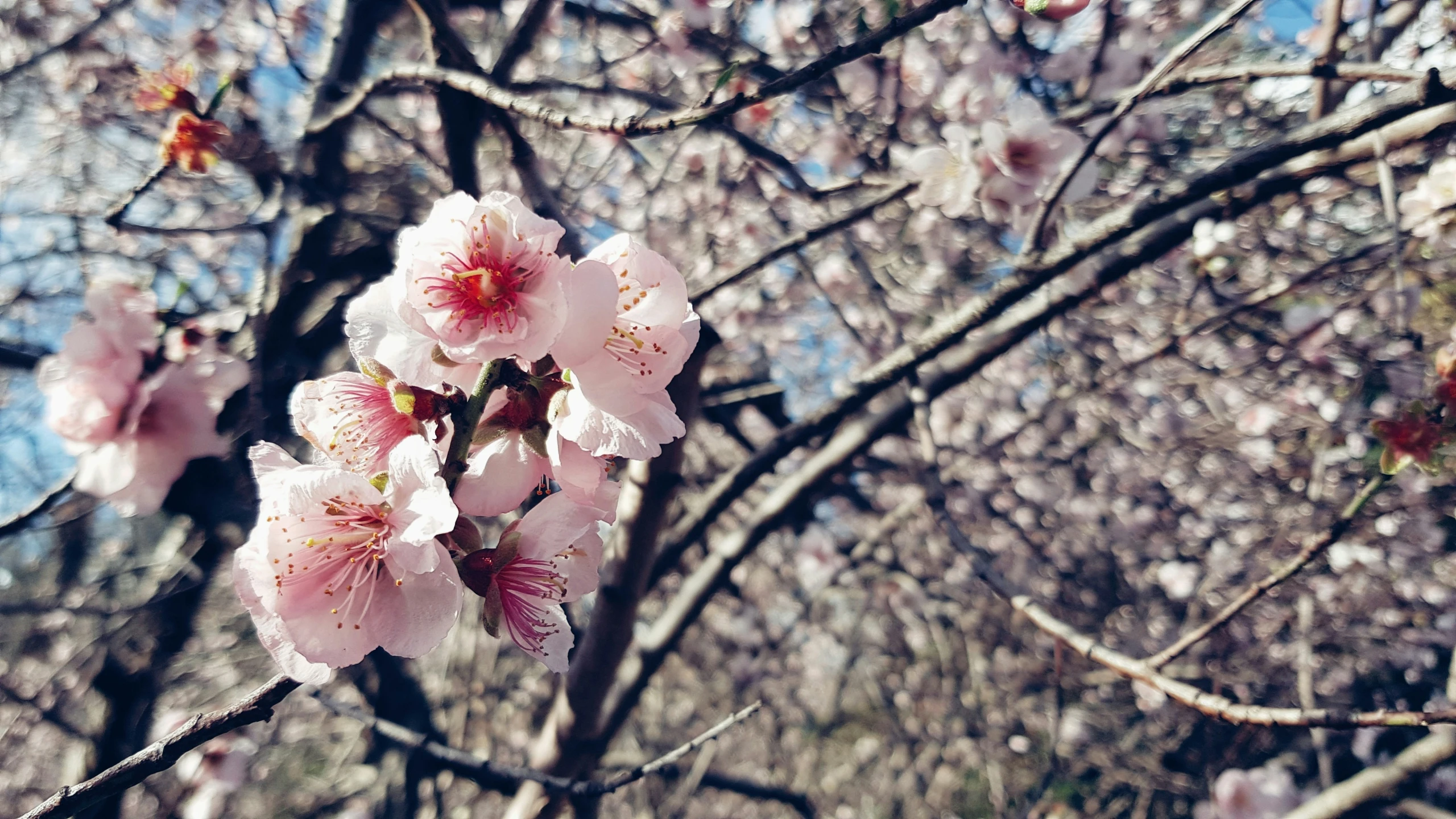 there is very little pink flowers growing in the trees