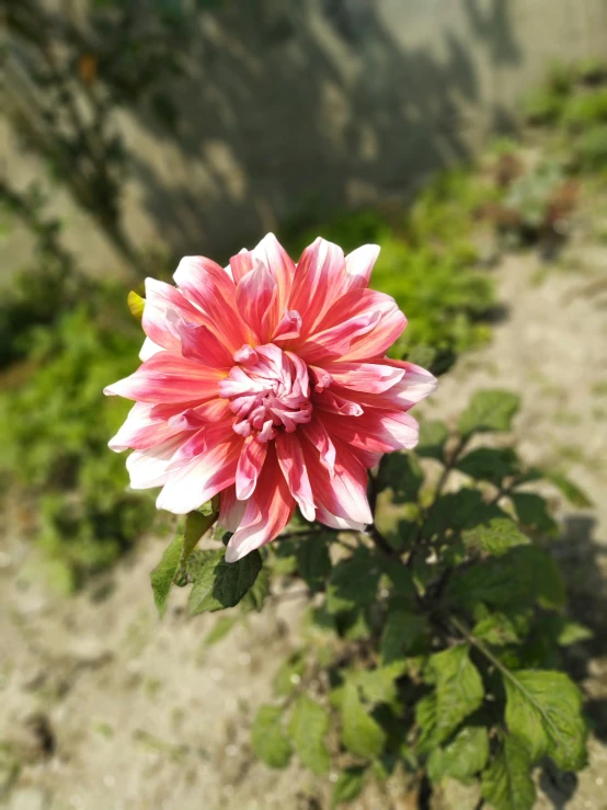 a flower that is in the middle of some dirt