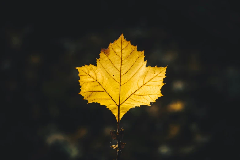 a close up view of a single, yellow maple leaf