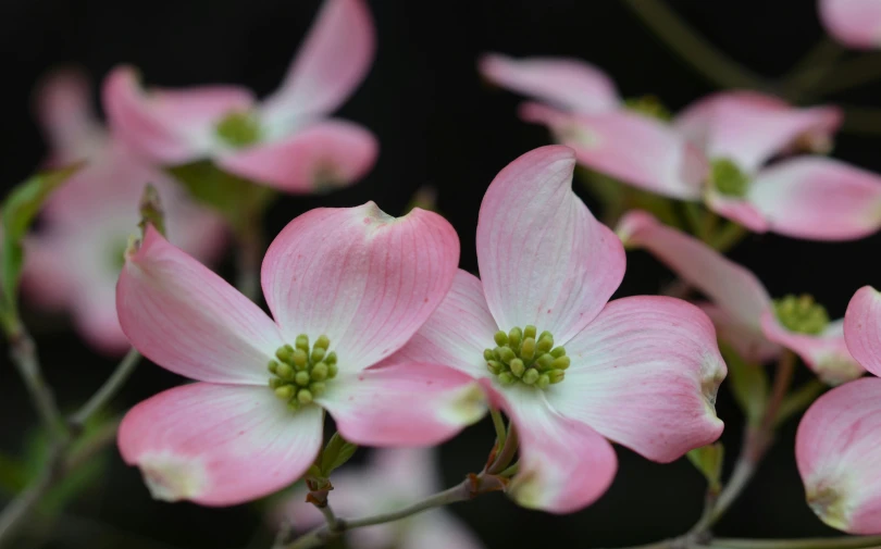 a closeup of pink flowers blooming on nches