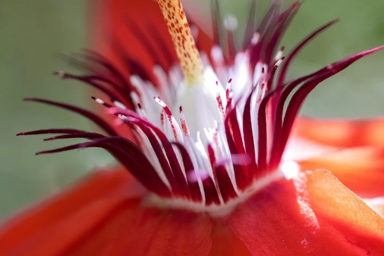 a close up s of a single flower