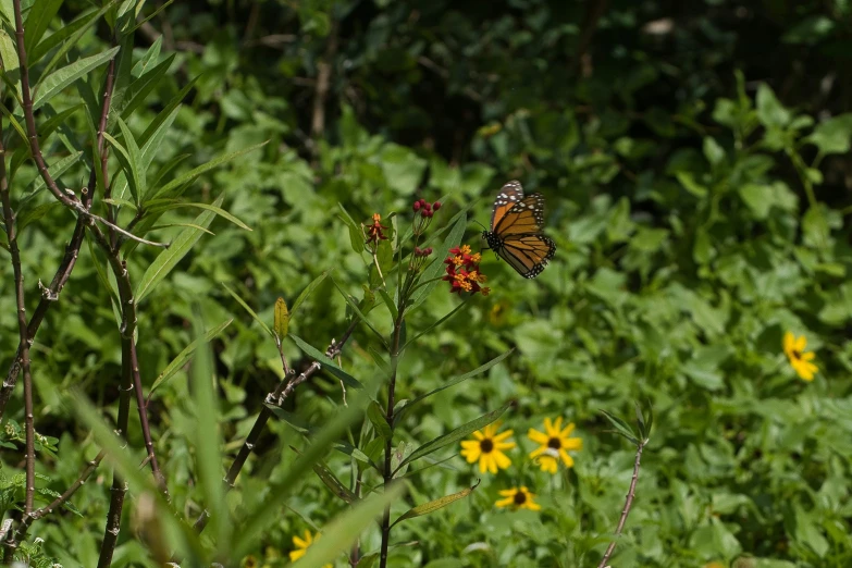 a monarch erfly perched on a flower in the midst of tall grass