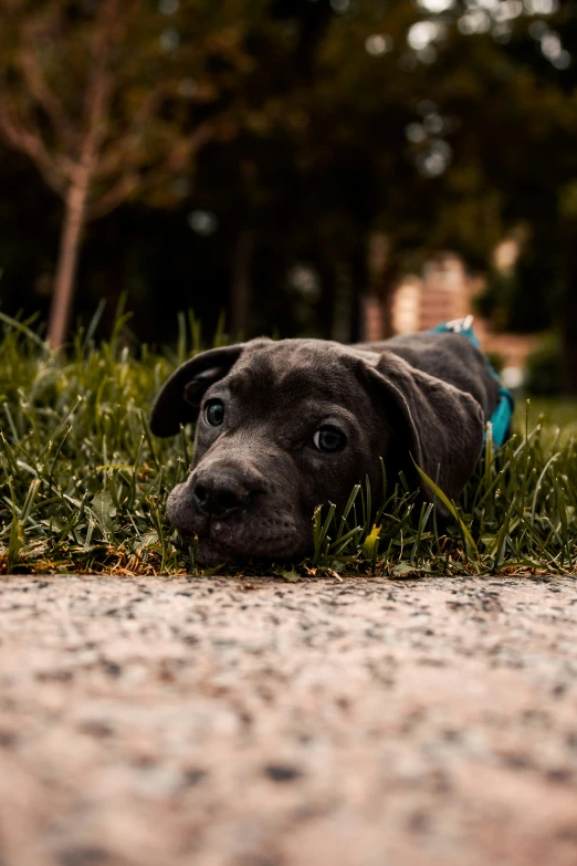 a close up of a dog laying on the ground