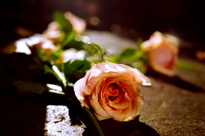 some flowers on the ground with light coming through