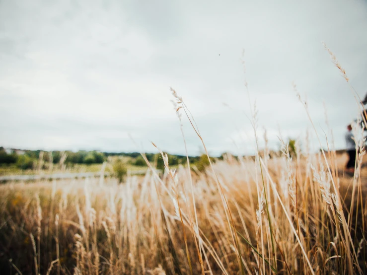 a man standing on a field of tall grass