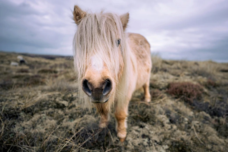 an adorable pony with long white hair walking on dry grass
