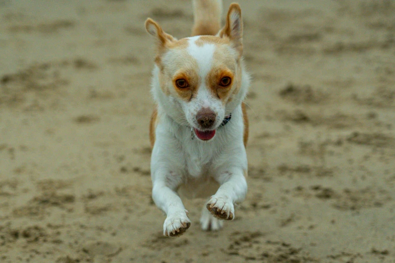 a little brown and white dog jumping up to catch a frisbee