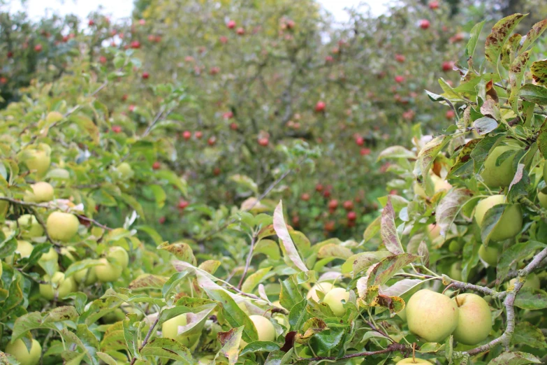 some apples on the trees and leaves and one of them green and red