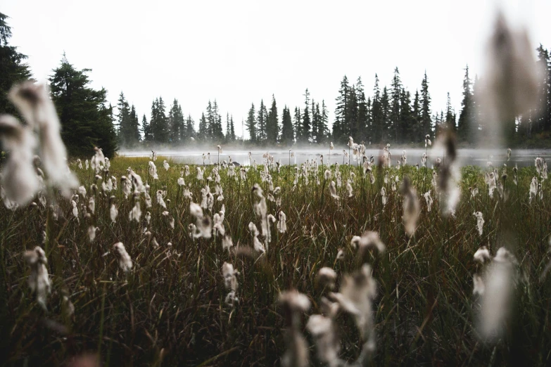 tall, dried plants stand in the foreground with a spray of water shooting out of the background