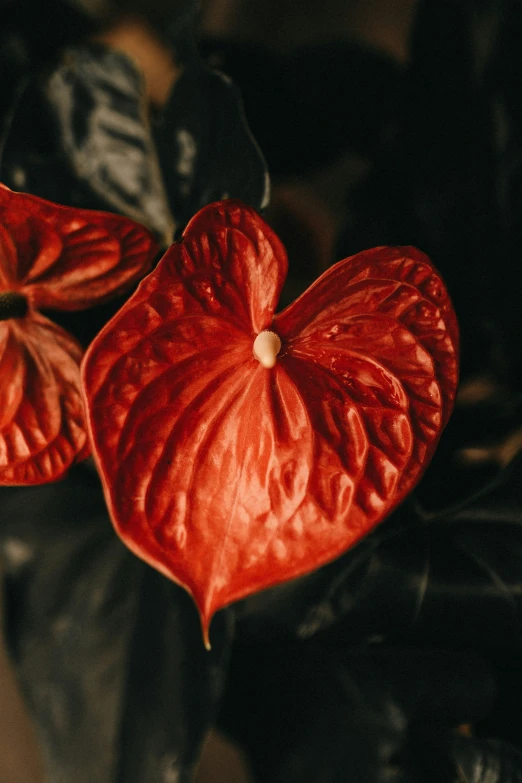 red flower in the dark with only two petals open