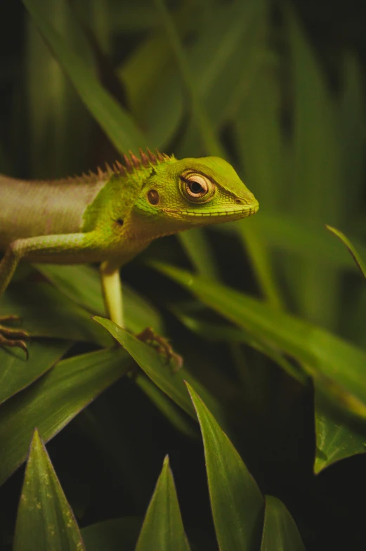 a lizard is sitting on the leaves of some trees