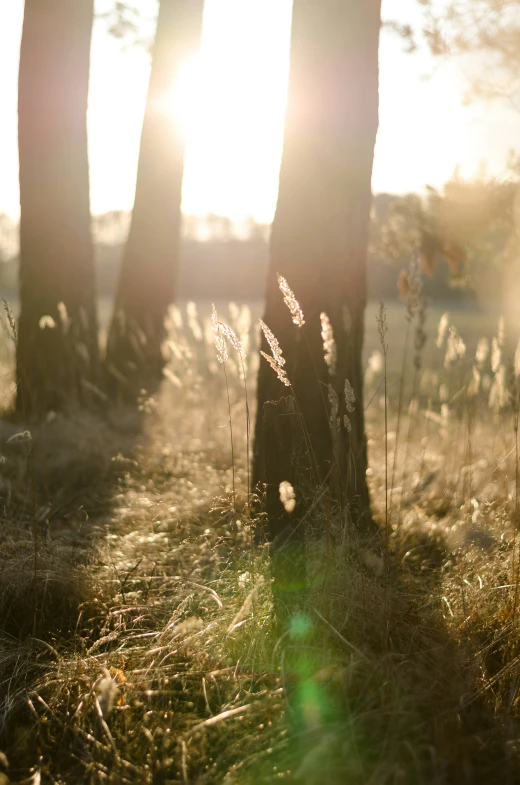 the sun shines through the trees in a field