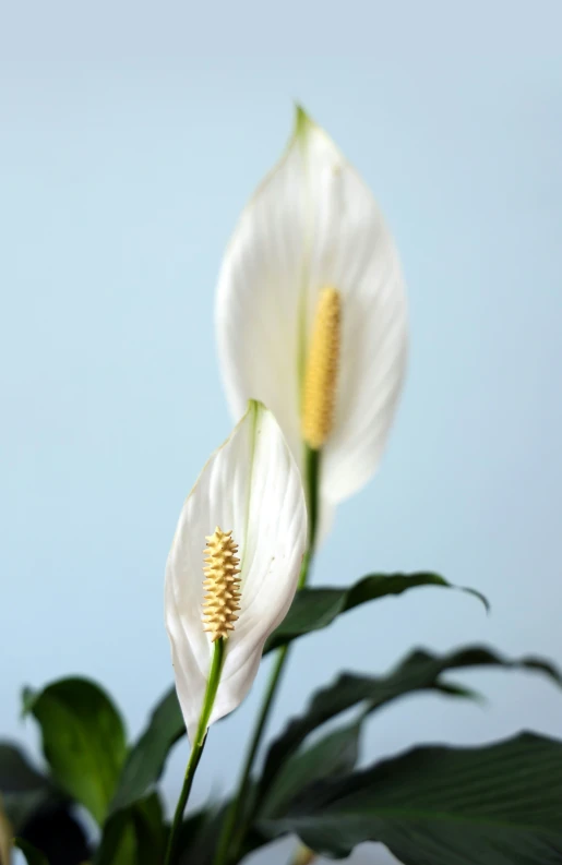 a white plant has flowers in its flower pot