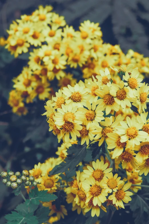 some yellow flowers sitting together on a plant